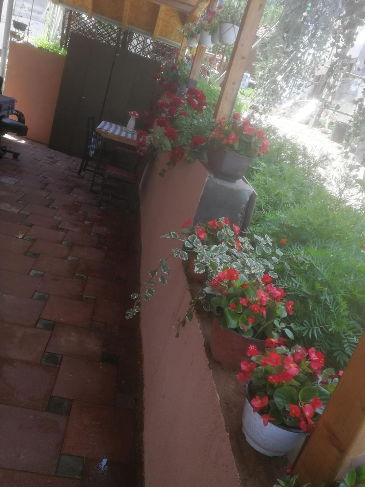 Odmaraliste Vlasko Zdrelo Pirot Chambre photo